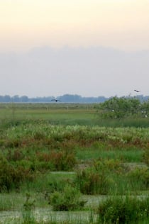 Doñana National Park & El Rocío: Day Trip from Seville