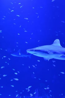 Atlantis Aquarium Madrid: Skip The Line Ticket