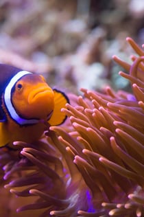 SEA LIFE Munique: Bilhete de entrada