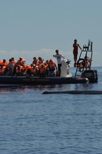 Creuer per observar balenes i dofins des de Ponta Delgada