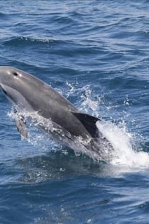 Gibraltar Whale and Dolphin Watching from Seville