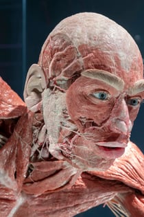 BODY WORLDS Berlin - The First Museum of BODY WORLDS