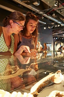 BODY WORLDS Berlin - The First Museum of BODY WORLDS
