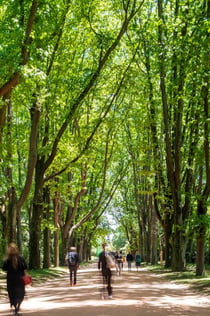 Πάρκο Serralves: Serresves: Εισιτήριο εισόδου και Treetop Walk: Εισιτήριο εισόδου και Treetop Walk