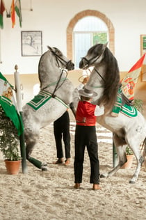 Club Hipico El Ranchito: Andalusisk hest og Flamencoshow