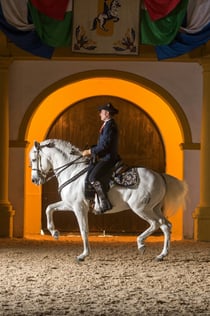 Royal Andalusian School of Equestrian Art: Full Visit