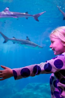 SEA LIFE Oberhausen: Biglietto d'ingresso