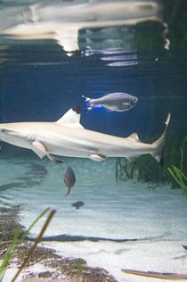 SEA LIFE Oberhausen: Biglietto d'ingresso