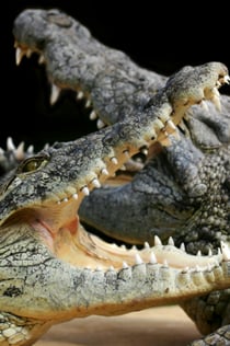 Alligator Bay: Bilhete de entrada