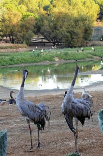 Rezerwat ptaków Cañada de los Pájaros