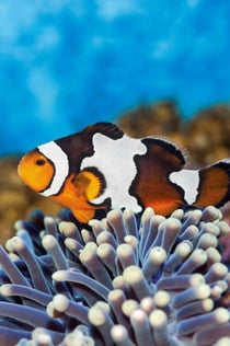 Barcelona Zoo + Aquarium Pass
