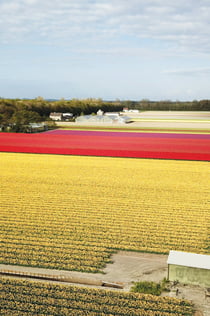 Tulip and Flower Fields Lisse: Drive-It-Yourself GPS Tour with Audio Guide