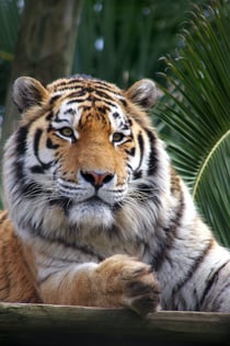 Lizbońskie zoo: Bilet szybkiego wstępu