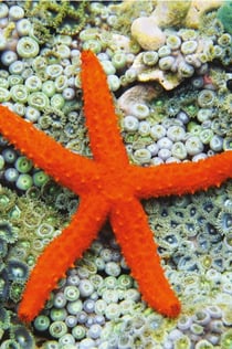 Oceanarium Cattolica: Bilet wstępu + Lunch