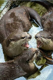 Oceanarium Cattolica: Bilet wstępu + Lunch