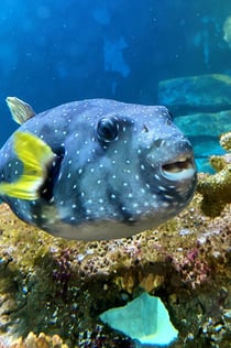 Amnéville Aquarium: Bilet szybkiego wstępu