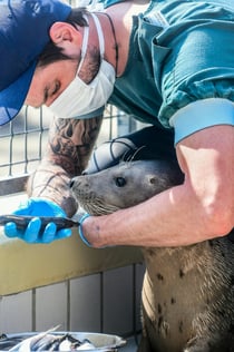 Sealcenter Pieterburen: Vstupenka