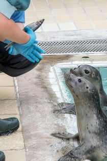 Sealcenter Pieterburen: Vstupenka