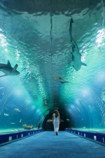 Oceanogràfic & Hemisfèric: Biglietto d'ingresso