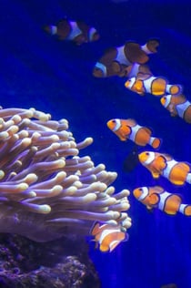 L'Aquarium de Barcelona: Flexi-ticket