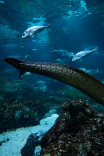 L'Aquarium de Barcelona: Flexi-ticket