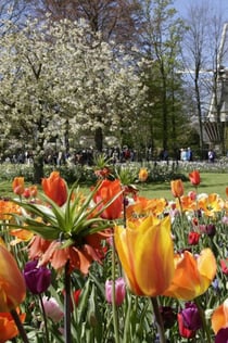 Keukenhof: Geführte Tour + Besuch der Tulpenfarm + Windmühlenkreuzfahrt