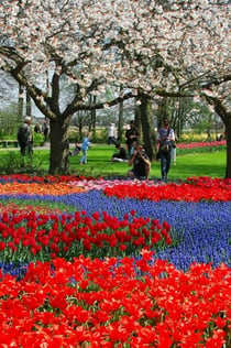 Keukenhof: Geführte Tour + Besuch der Tulpenfarm + Windmühlenkreuzfahrt