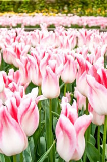 Keukenhof: Biglietto d'ingresso, crociera turistica e trasporto