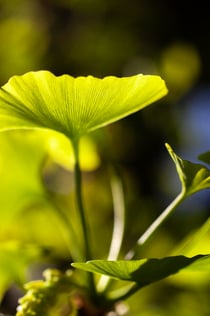 Rondleiding door kruiden, planten en specerijen