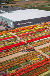 Tulip Experience Amsterdam: Entry Ticket