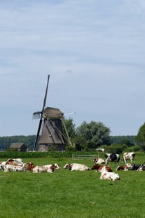 Lisse: Windmill Cruise from Warmond