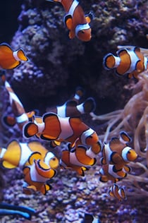 Aquarium du Bioparc Gijon : Billet d'entrée
