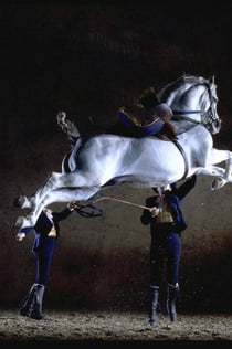 Escola Real Andaluza de Arte Equestre: Exposição Andaluza de Cavalos