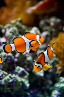 Oceanário de Lisboa: Privat guidet tur