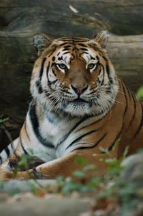 Jardín zoológico de Pistoia: Entrada de acceso rápido