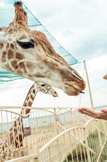 Hellabrunn Zoo: Wejście szybkim krokiem + transfer w obie strony z Monachium