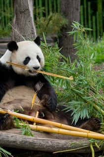 Hellabrunn Zoo: Wejście szybkim krokiem + transfer w obie strony z Monachium