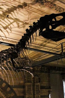 London: Natural History Museum Semi-Private Guided Tour