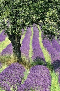Gorges of Verdon och Fields of Lavender Tour