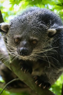 Berlin: Felidae Wildcat and Species Conservation Center Barnim guidet rundvisning