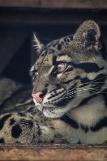 Berlin: Felidae Wildcat and Species Conservation Center Barnim guidet rundvisning