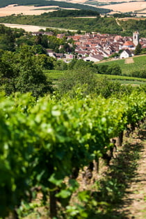 Burgundy: Wine Day Trip from Paris