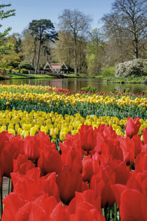 Keukenhof: Afternoon Entry Ticket + Transport by Bus