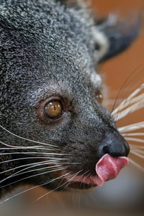 Berlin: Felidae Wildcat and Species Conservation Center Barnim VIP guidad tur