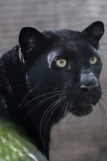 Berlin: Felidae Wildcat and Species Conservation Center Barnim VIP guidad tur