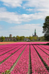 Endast transport: Returbiljett med buss från Amsterdam till Keukenhof
