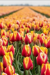 Endast transport: Returbiljett med buss från Amsterdam till Keukenhof