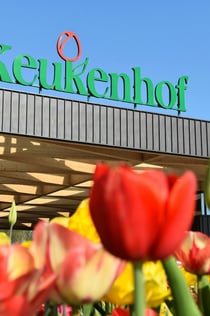 Keukenhof, Zaanse Schans & Volendam : billet d'entrée + visite guidée