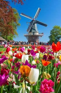 Keukenhof e parata dei fiori: biglietto d'ingresso + tour dei tulipani