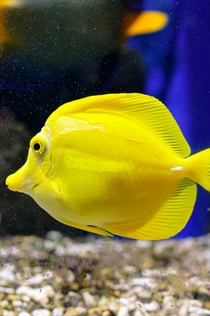 Acuario de Oniria: Entrada